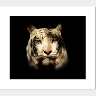 White tiger Posters and Art